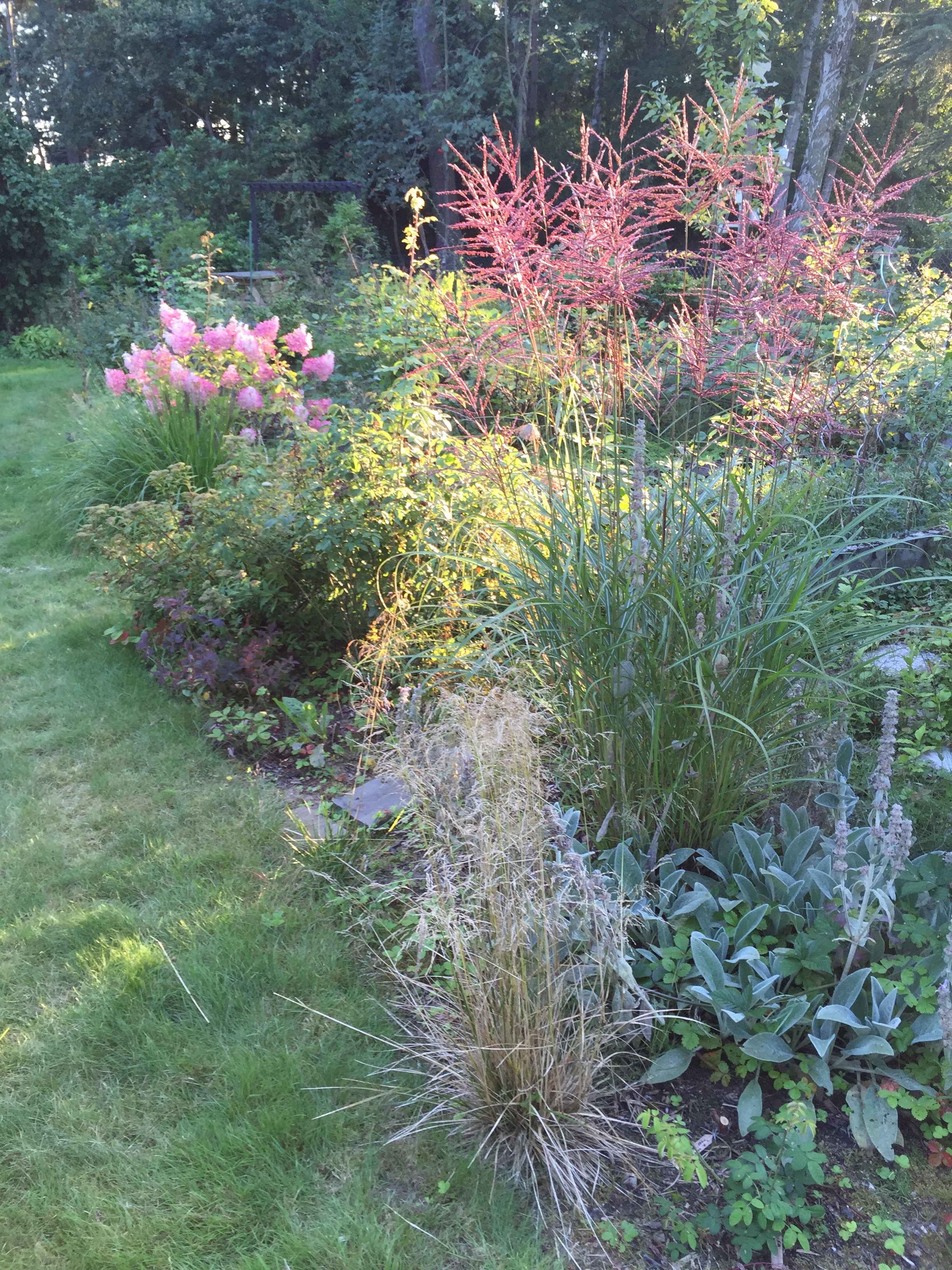 Miscanthus sinensis 'Ferner Osten' en été