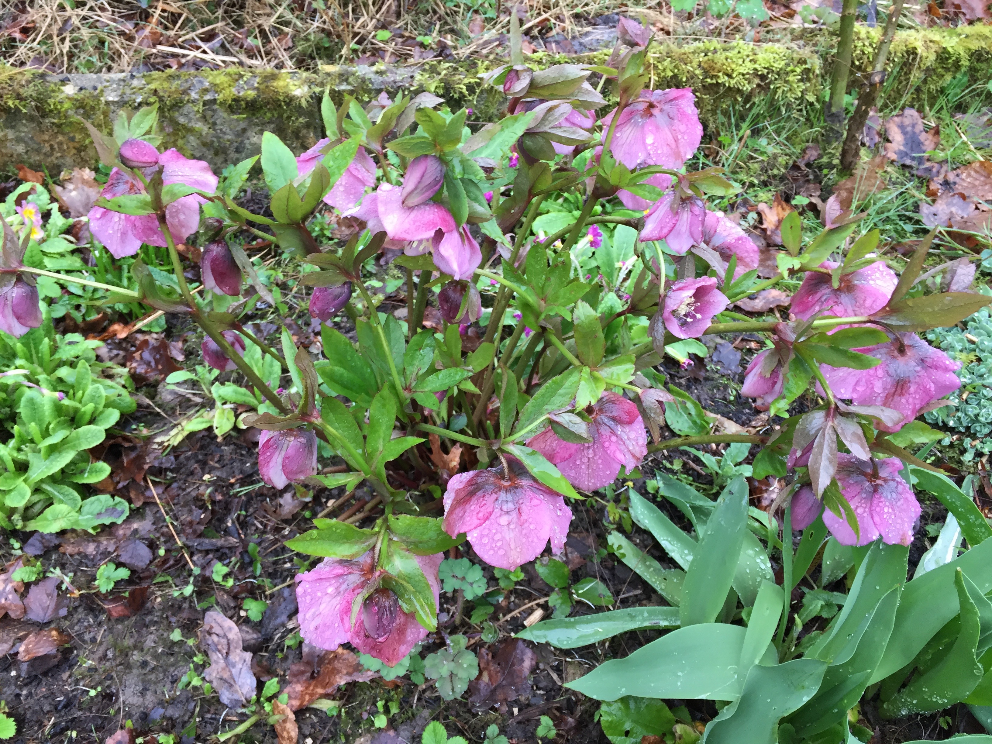 Helleborus orientalis rose foncé