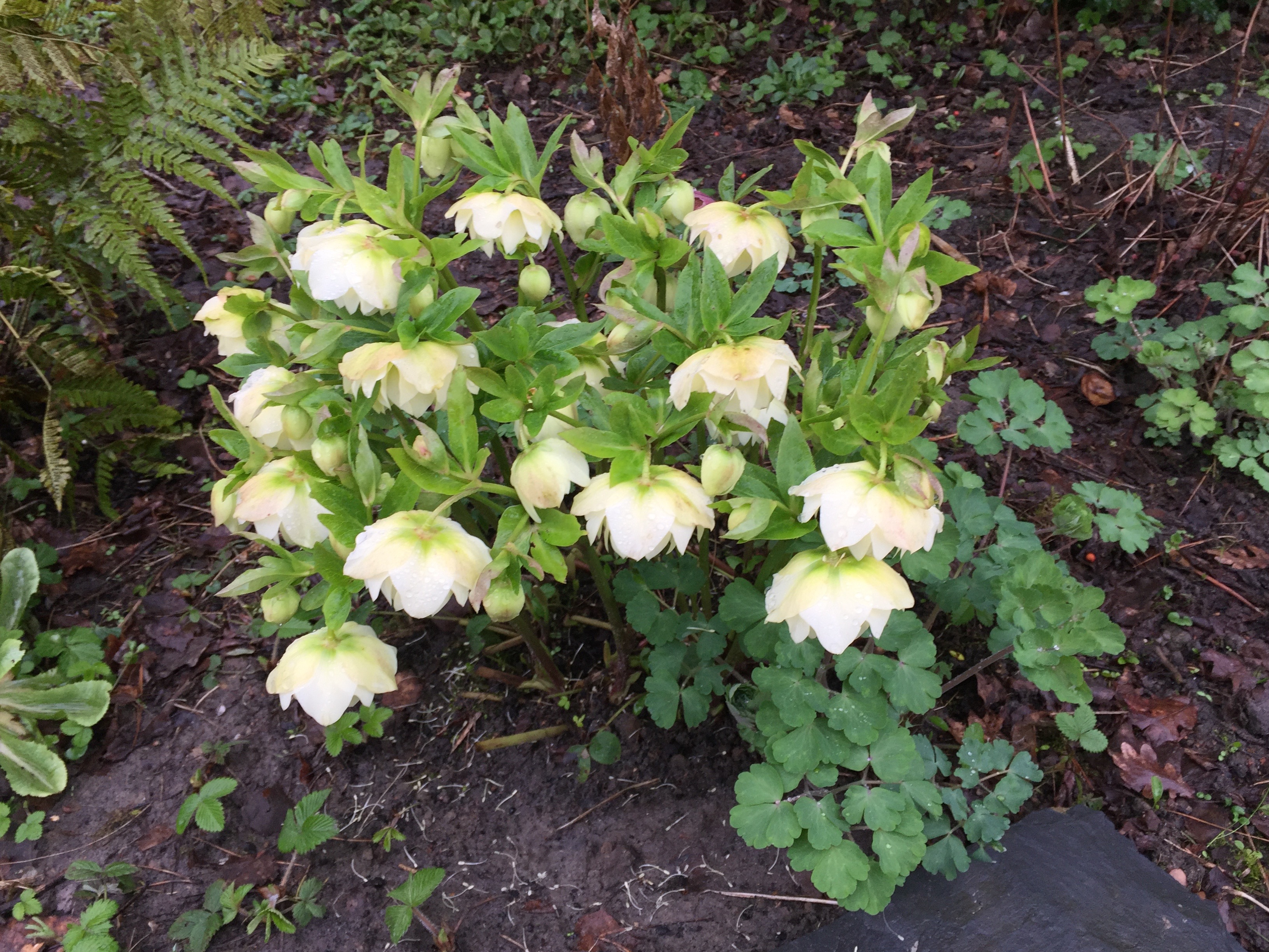 Helleborus orientalis double jaune