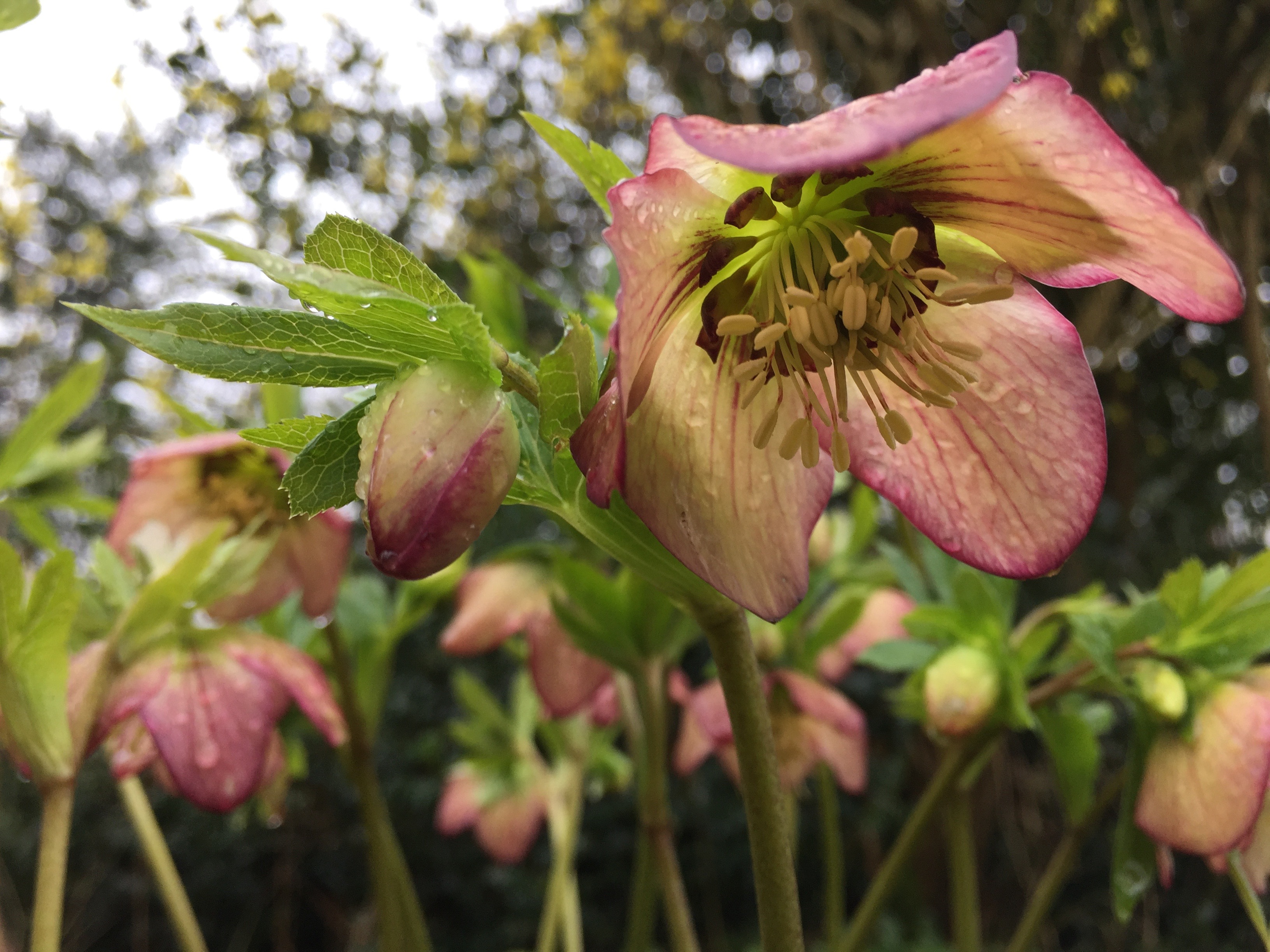 Helleborus orientalis jaune picotee