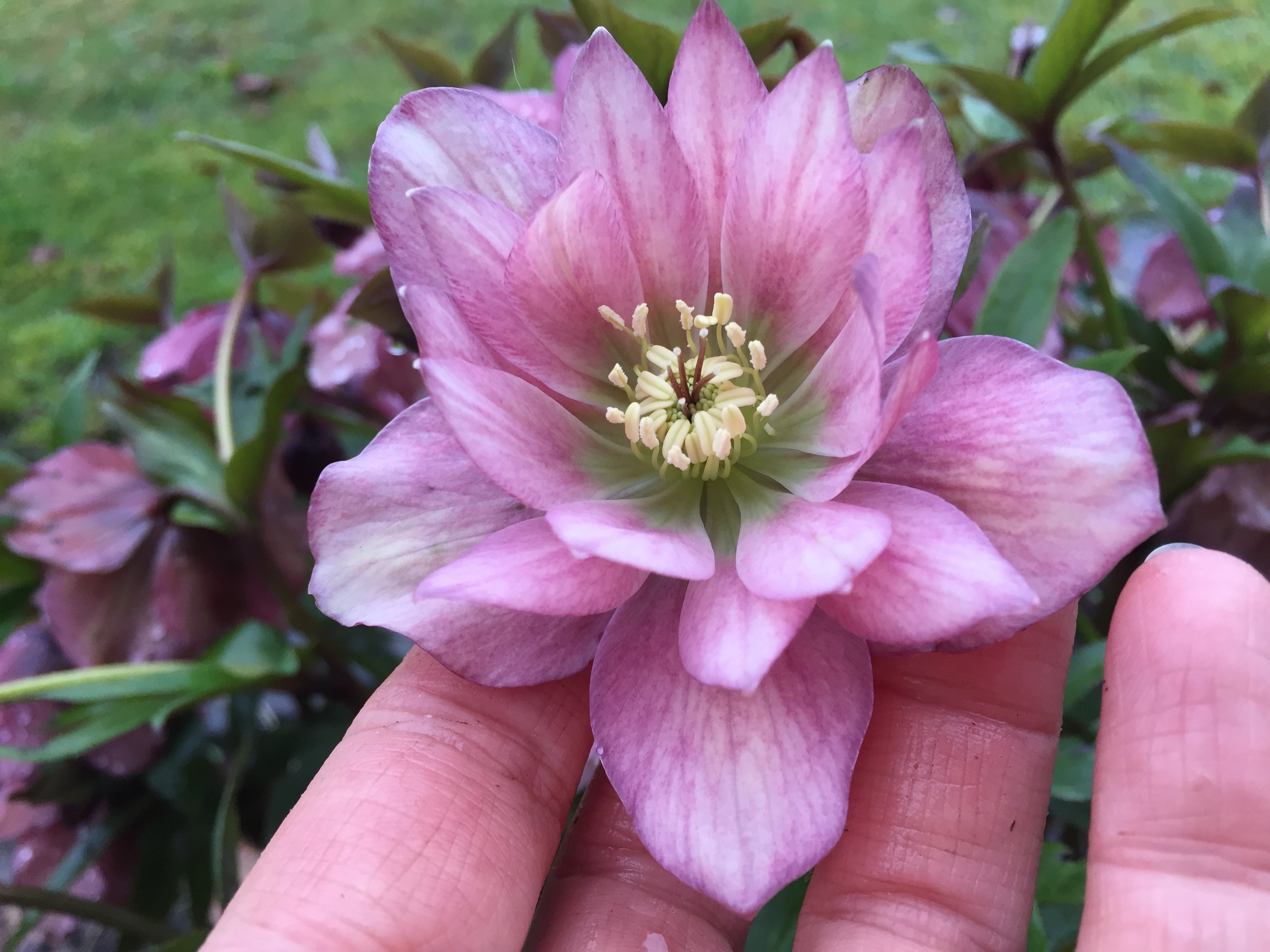 Helleborus orientalis rose double picotee