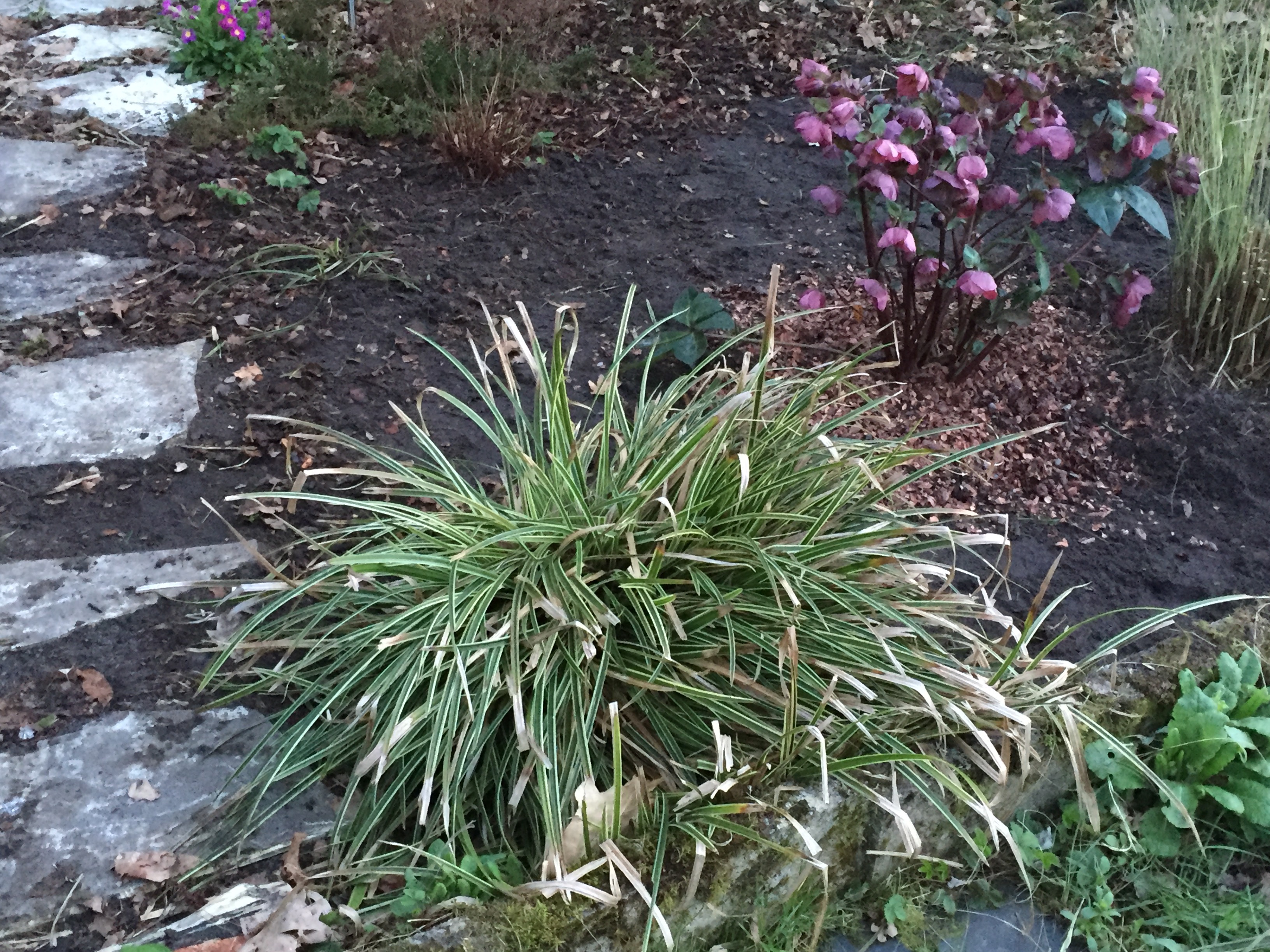 Carex morrowii 'Ice Dancer'