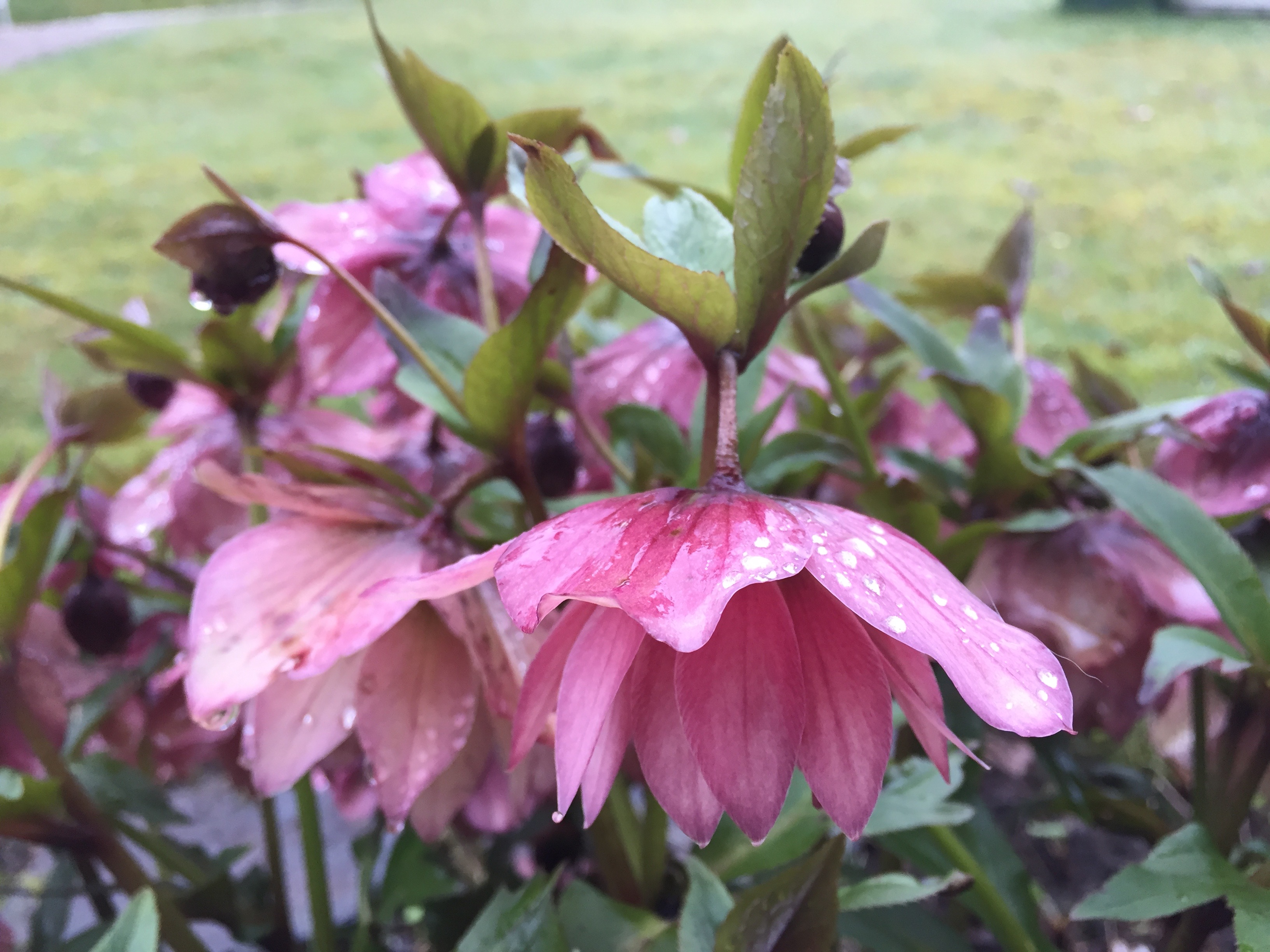 Helleborus orientalis rose double picotee