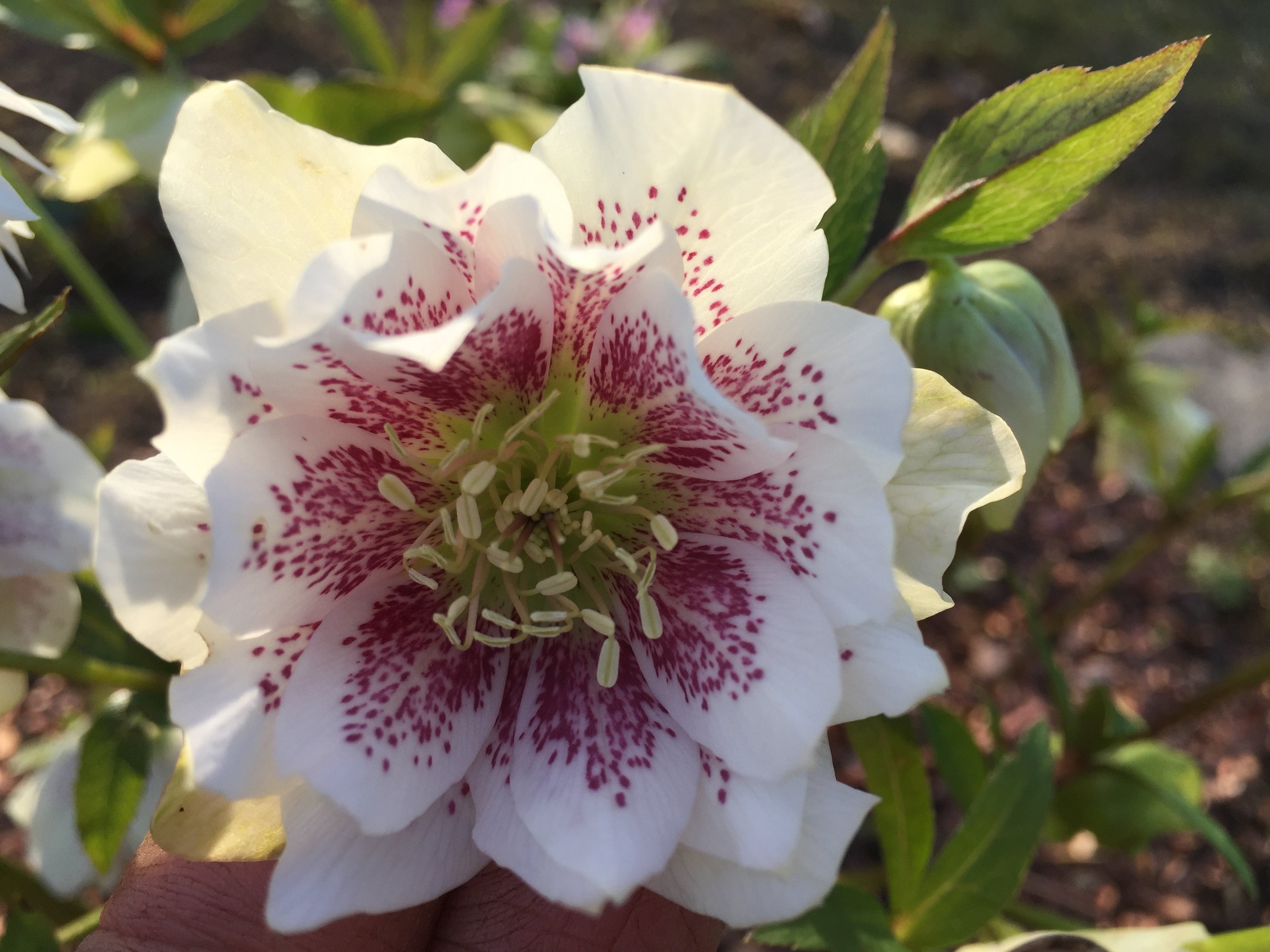 Helleborus orientalis double guttatus blanc