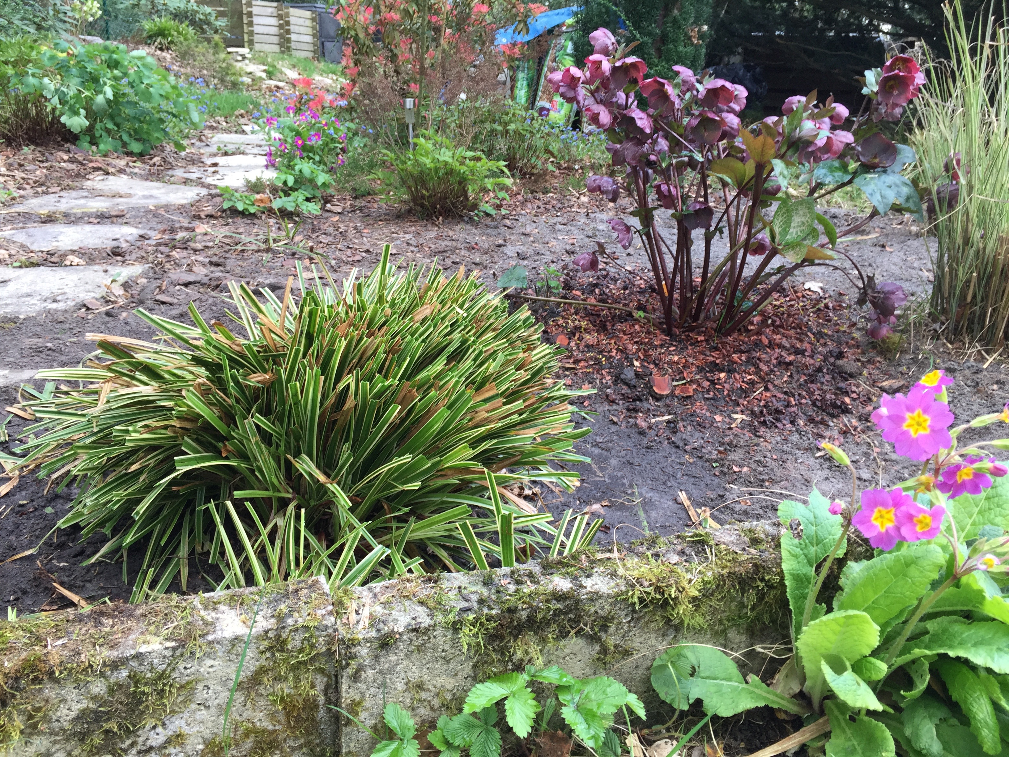 Carex morrowii 'Ice Dancer'