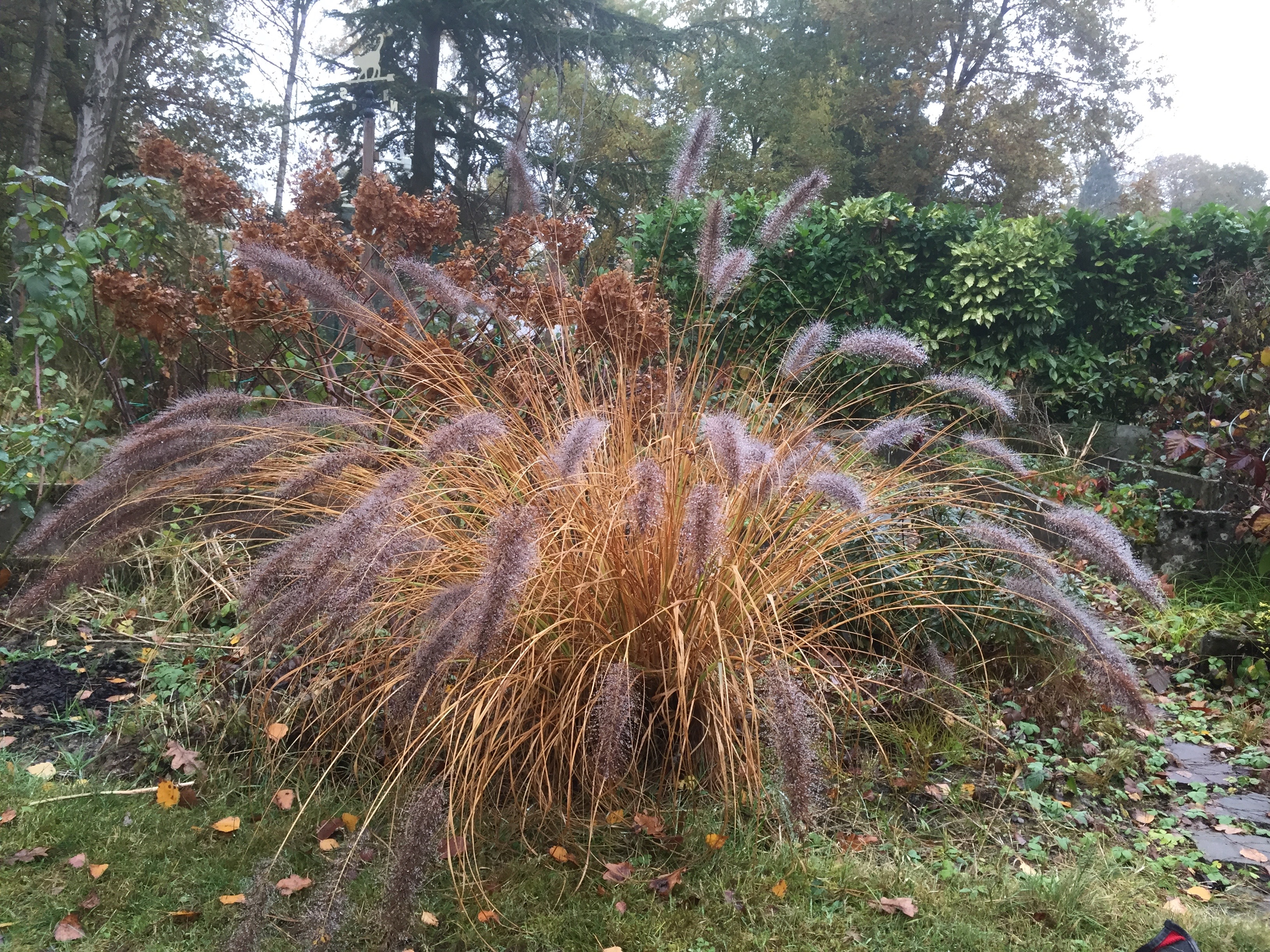 Pennisetum alopecuroides 'Viridescens' à l'automne