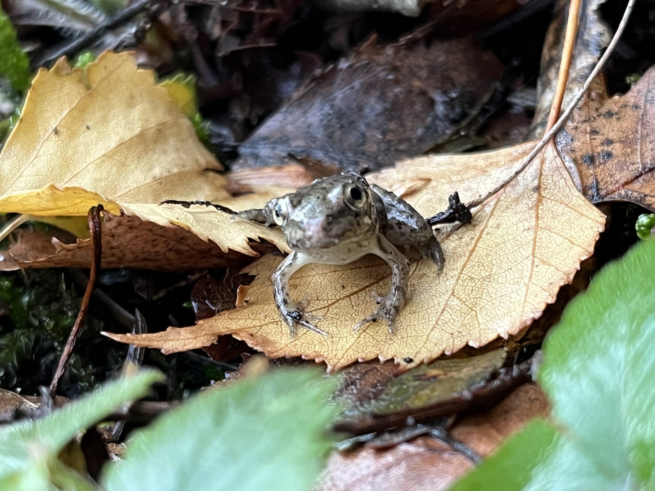 Mini rana