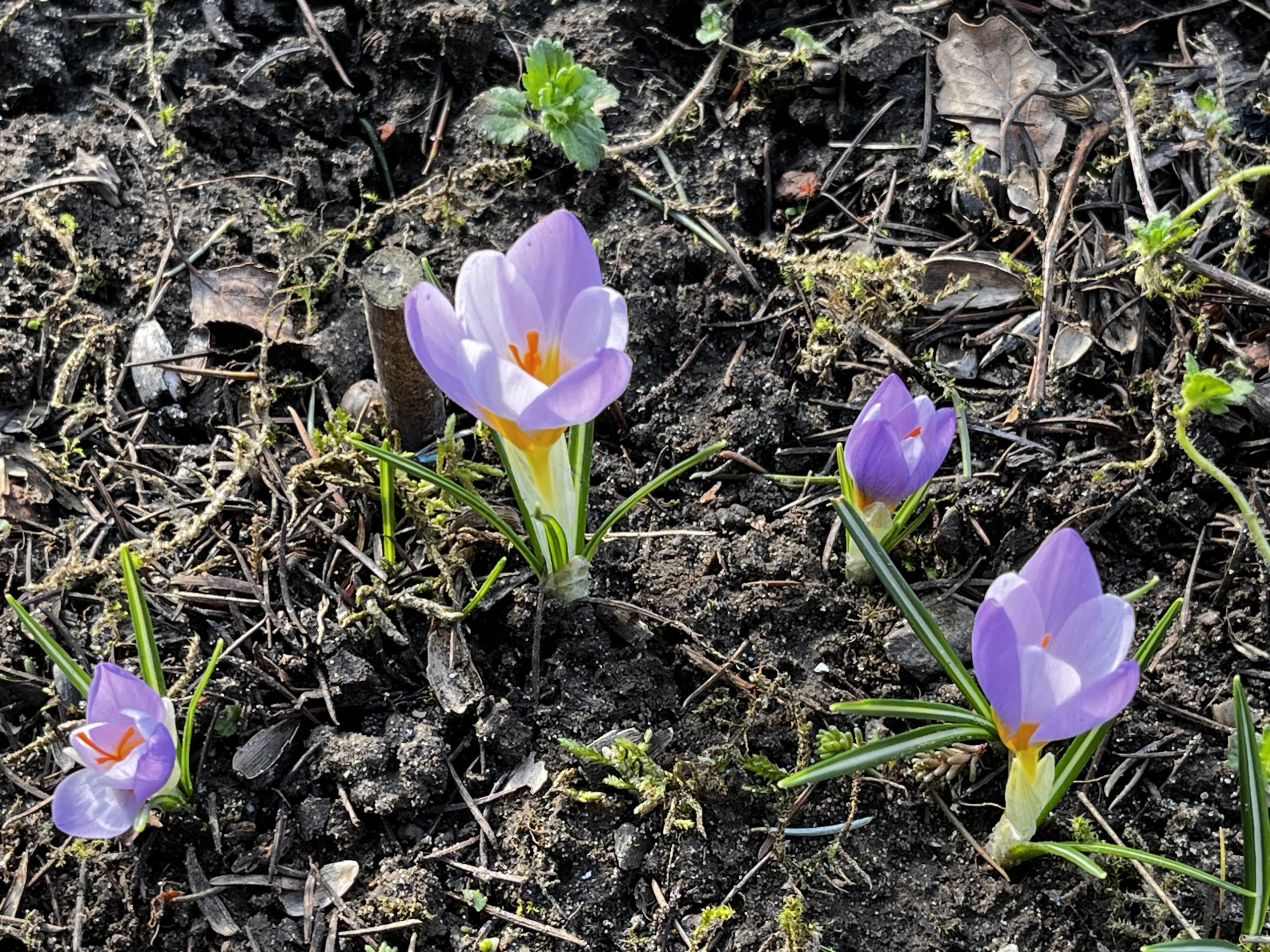 Crocus sieberi subsp. atticus ‘Firefly’