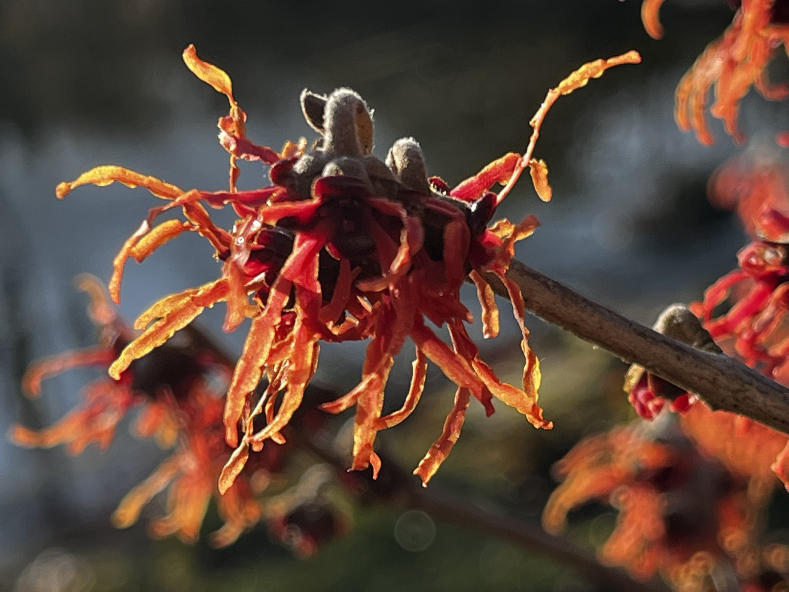 Hamamelis