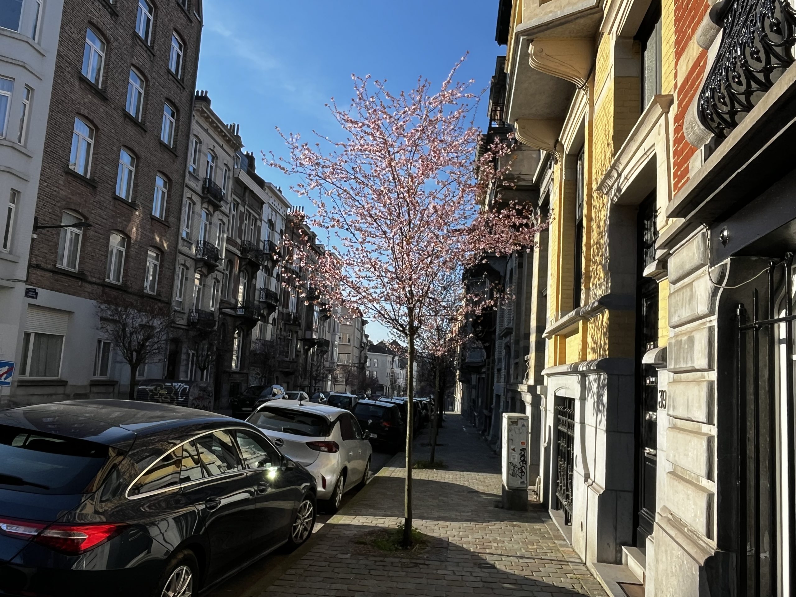 I gracili pruni in rue des Liégeois
