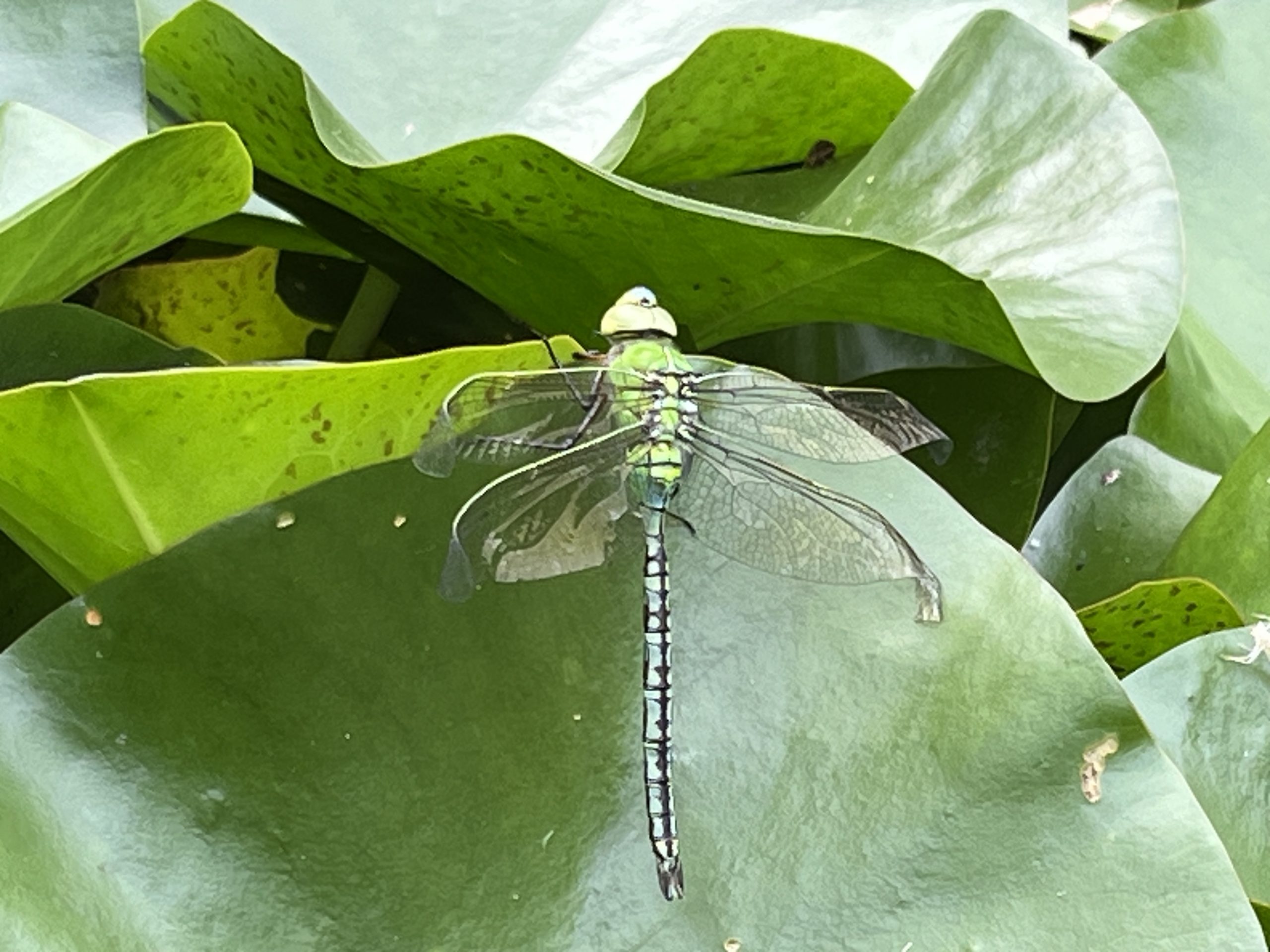 Escna azzurra (Aeshna cyanea)