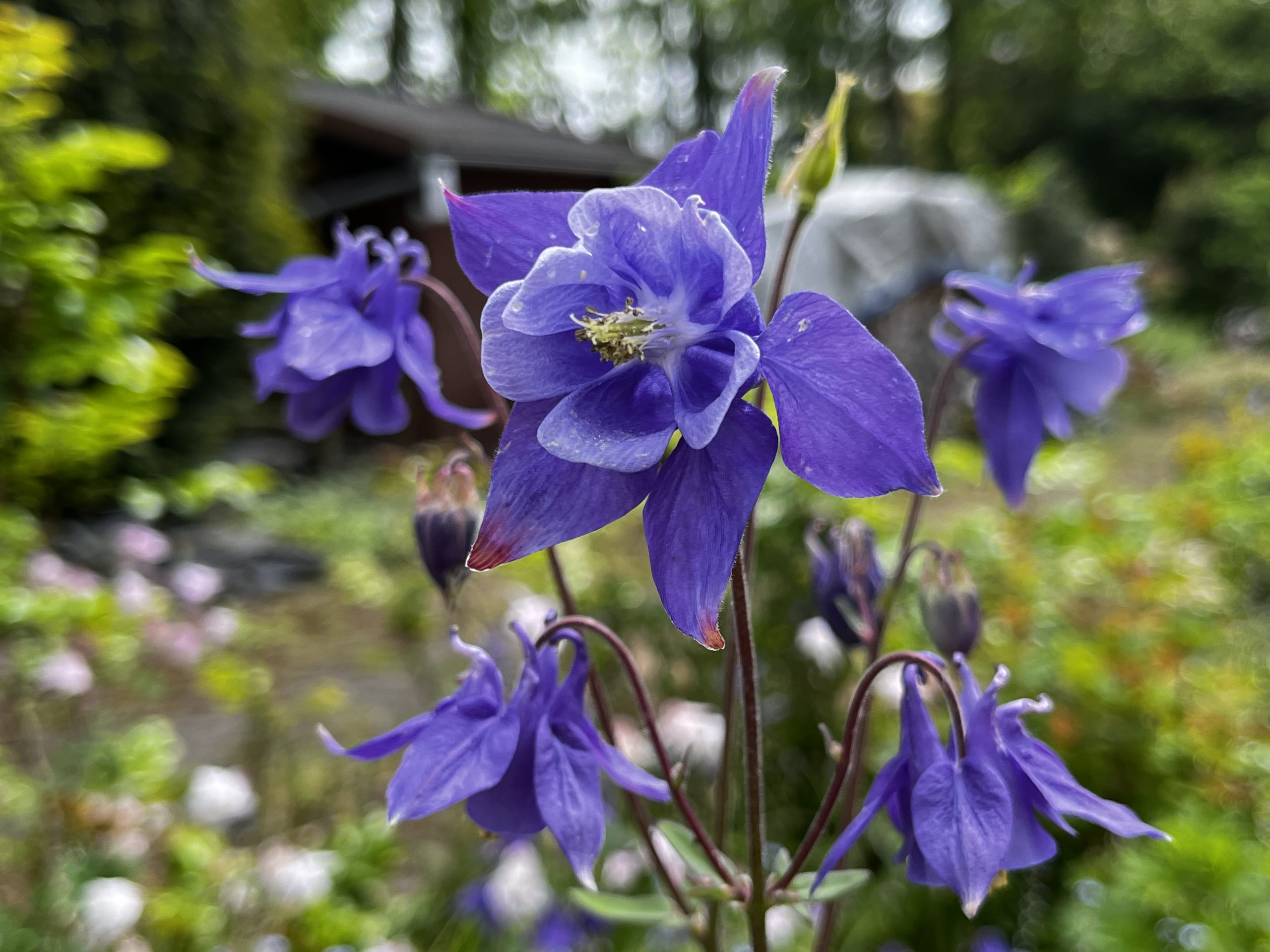 Aquilegia vulgaris