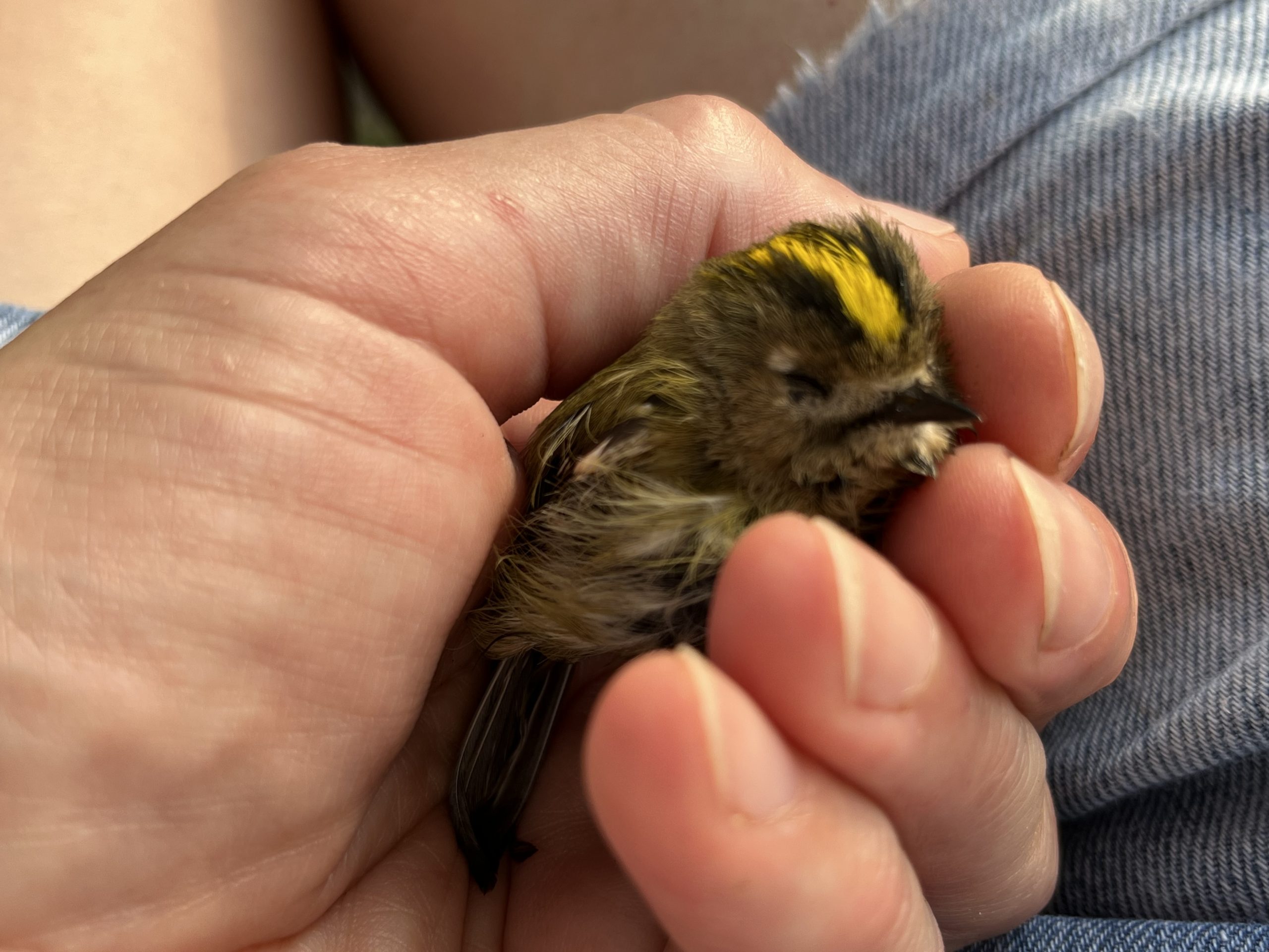 Regolo comune (Regulus regulus)