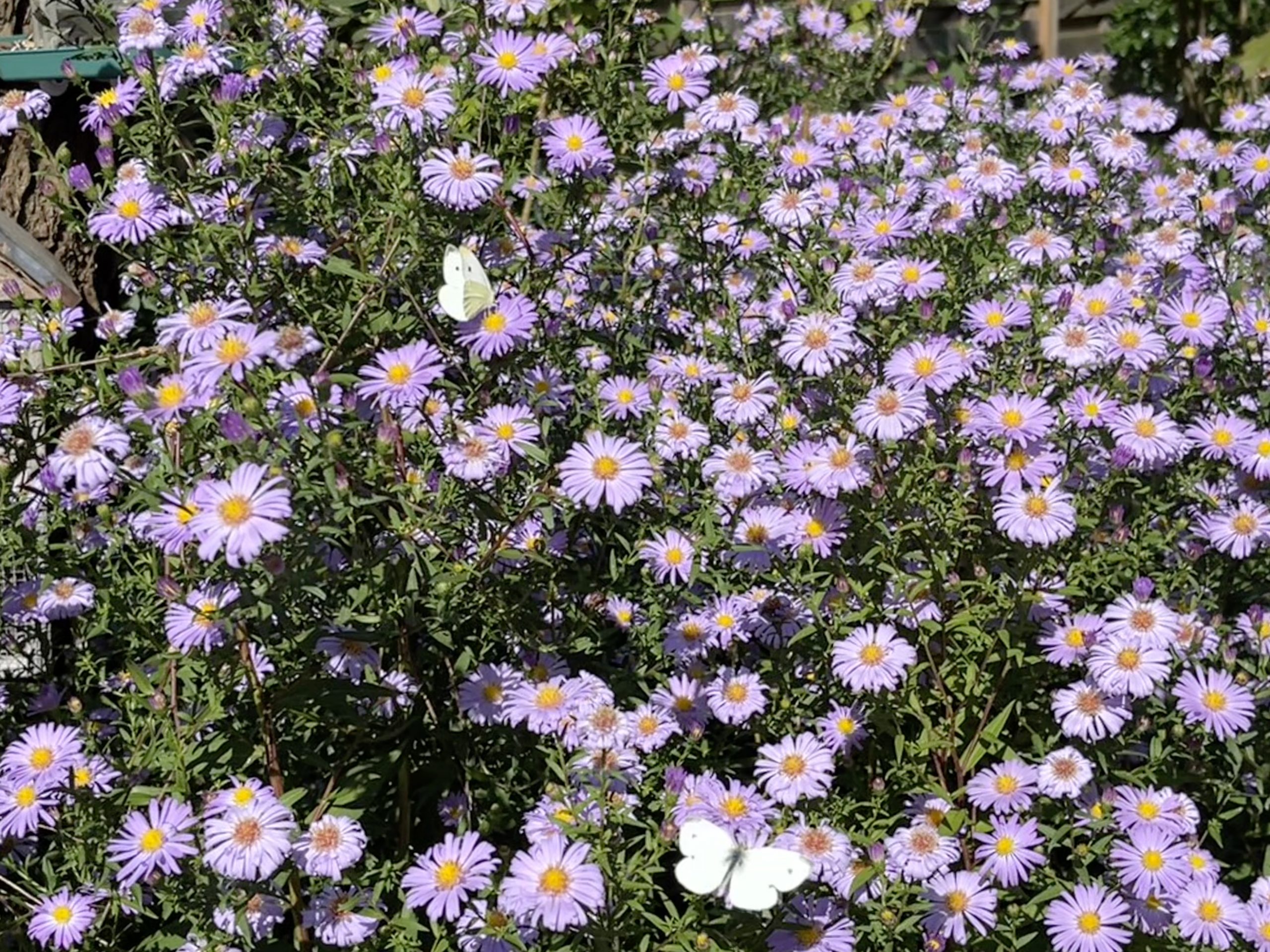 Settembrini (Aster symphyotricum)