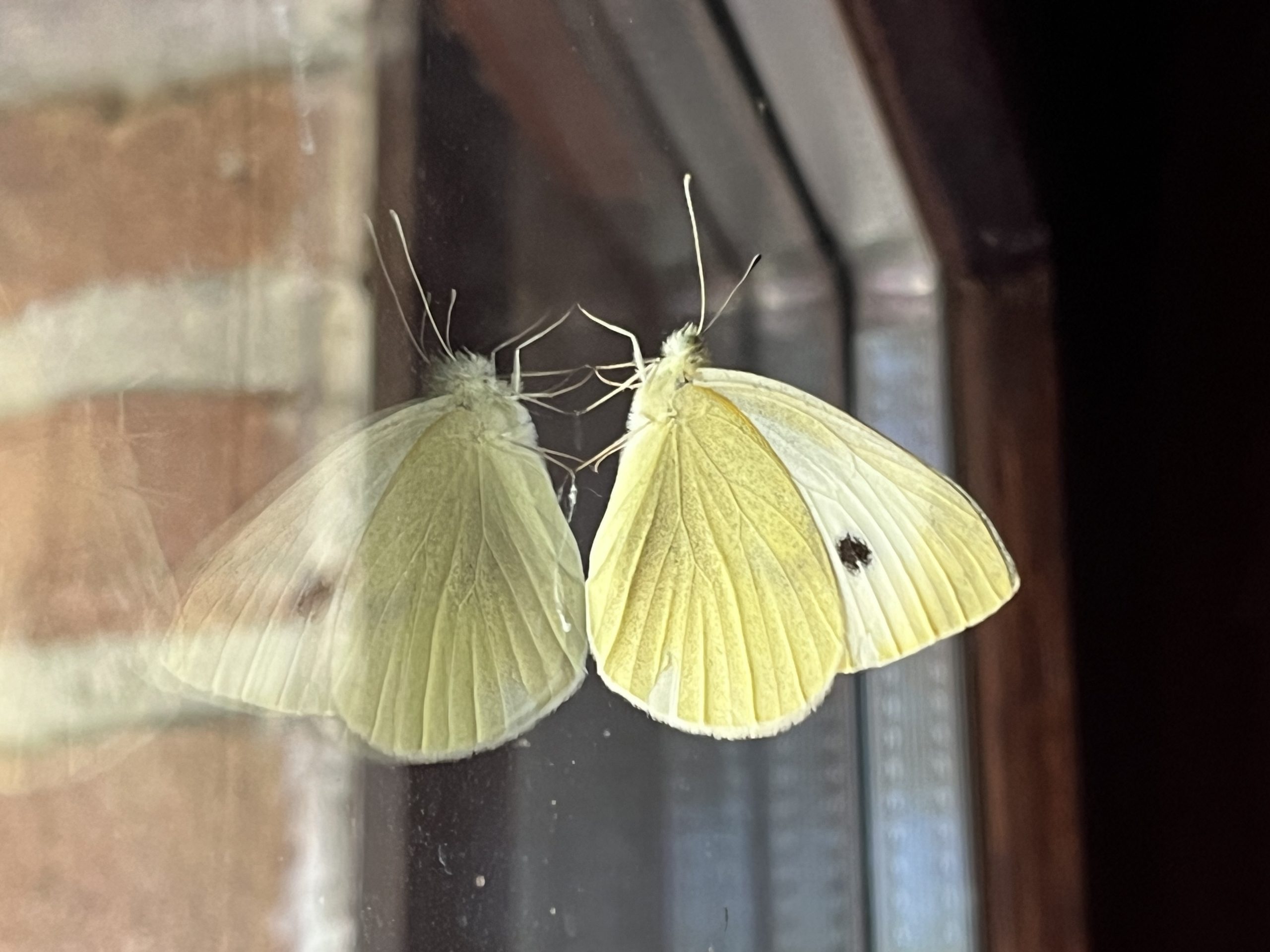Rapaiola (Pieris rapae)
